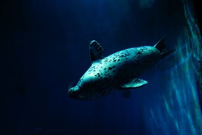 Sea lion swimming in sea