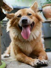 Close-up portrait of a dog