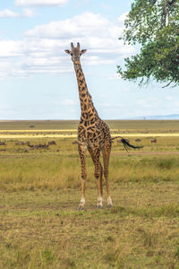 Giraffe in a field