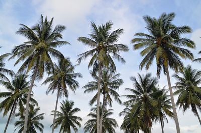 Low angle view of coconut palm trees against sky