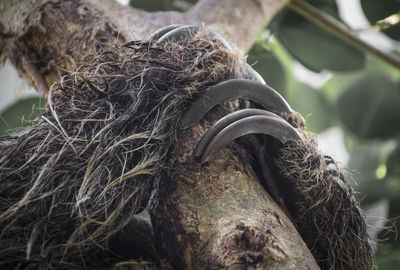 Close-up of sloth  on tree