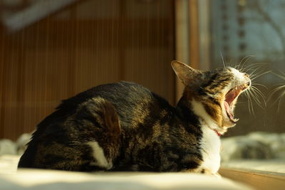 Big yawing old tabby cat