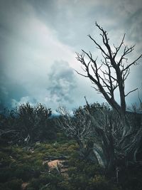 Bare trees on landscape against clouds