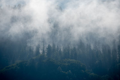 Scenic view of forest against sky