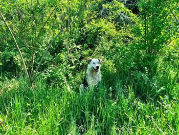 Animal on grassy field