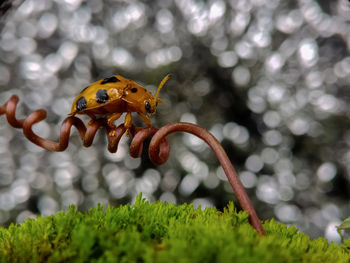 Close-up of insect on flower