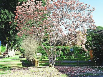 View of cherry blossom trees in park