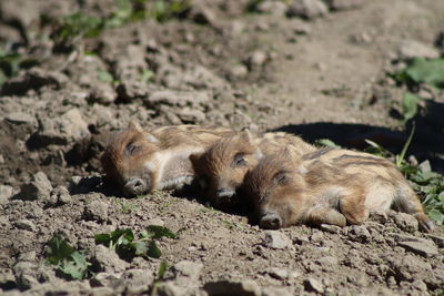 Close-up of piglets 