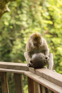 Close-up of monkey sitting outdoors