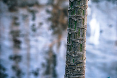 Close-up of tree trunk in forest