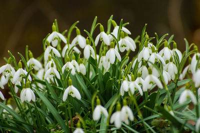 Close-up of white crocus blooming outdoors