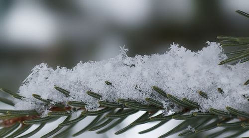 Close-up of snow on plants