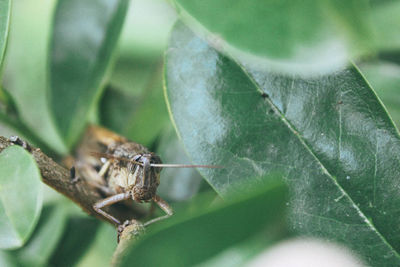 Close-up of insect on leaf