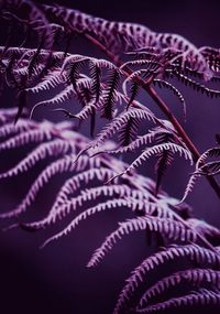 Close-up of purple plant
