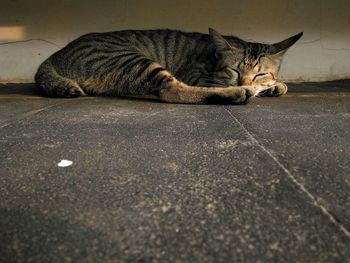 Cat sleeping on floor against wall