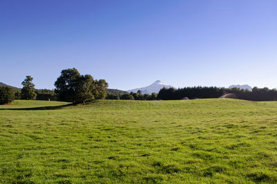 Scenic view of golf course against clear blue sky