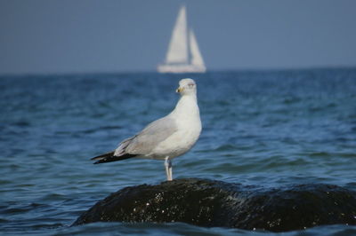 Seagull perching on sea