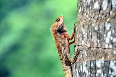 Close-up of lizard on tree trunk