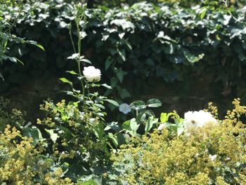 Close-up of white flowering plants on field