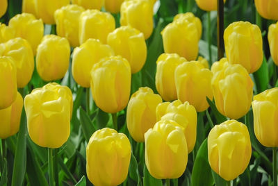 Yellow tulips blooming outdoors