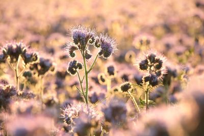 Close-up of flowering plant on field