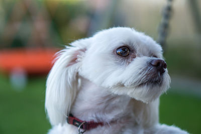Close-up of white dog looking away