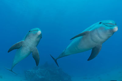 Fish swimming in sea