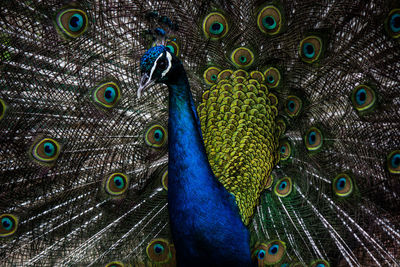 Close-up of peacock