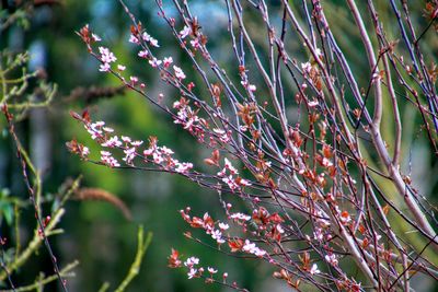 Close-up of pink flowers