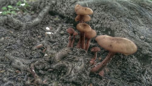 Close-up of mushrooms in forest