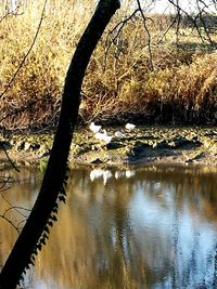 Reflection of bare trees in lake