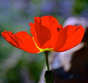 Close-up of red poppy flower