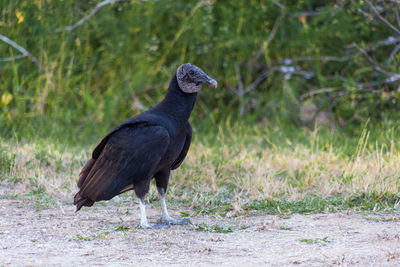 Side view of bird perching on land