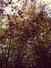 Low angle view of flowering tree in forest