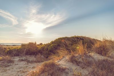 Plants growing on land against sky during sunset