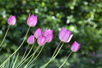 Close-up of pink flowering plants