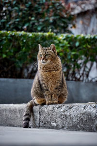 Cat sitting on sidewalk