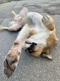 High angle view of dog lying down on street