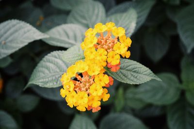 Close-up of marigold blooming in park