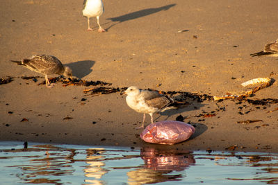 High angle view of seagulls perching on the lake