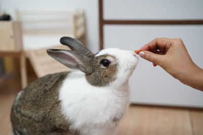 Close-up of hand feeding animal