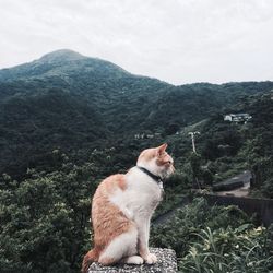 Cat against mountain