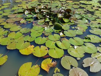 Water lily in lake