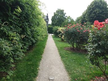 Footpath amidst plants in garden