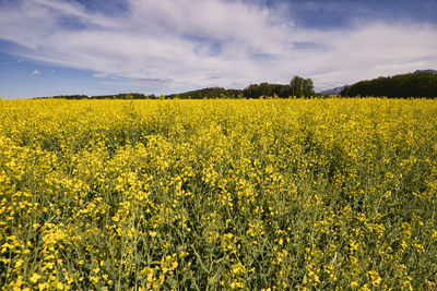 Scenic view of oilseed rape field against sky