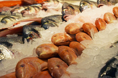 Close-up of seafood with ice at market stall