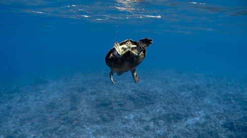 Hawksbill sea turtle at apo reef coral garden