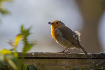 Close-up of bird perching on wood