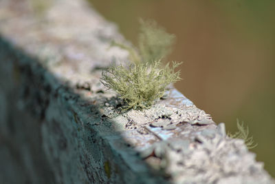 Close-up of moss on tree trunk