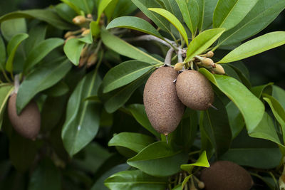 Sapodilla is a fruit that has a sweet taste.